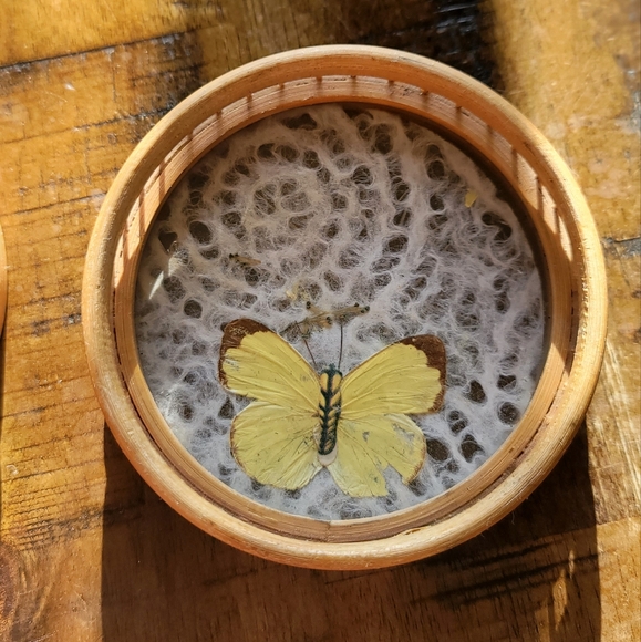 Set of 3 Butterfly 🦋 Coasters - Picture 4 of 6